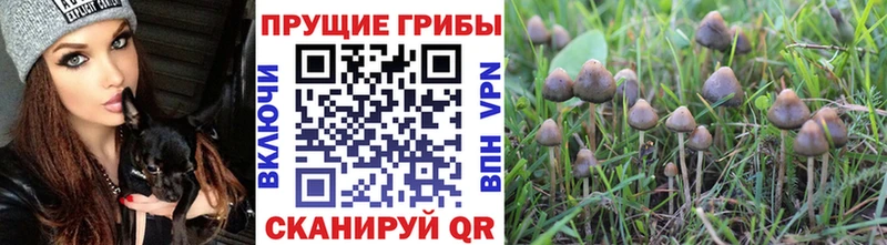 Псилоцибиновые грибы прущие грибы  Купить  Гуково 